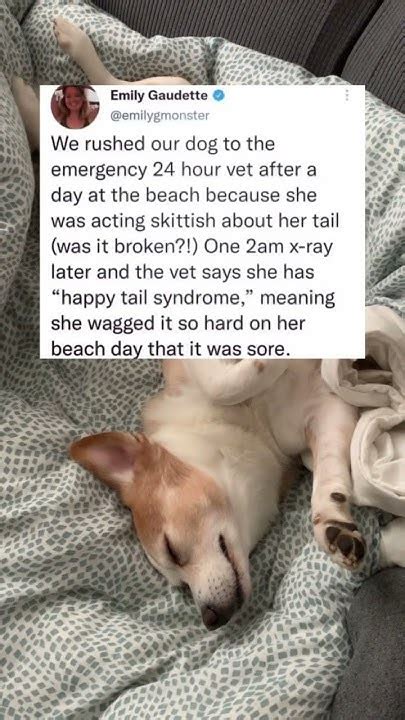We Rushed Our Dog to the Emergency Room .